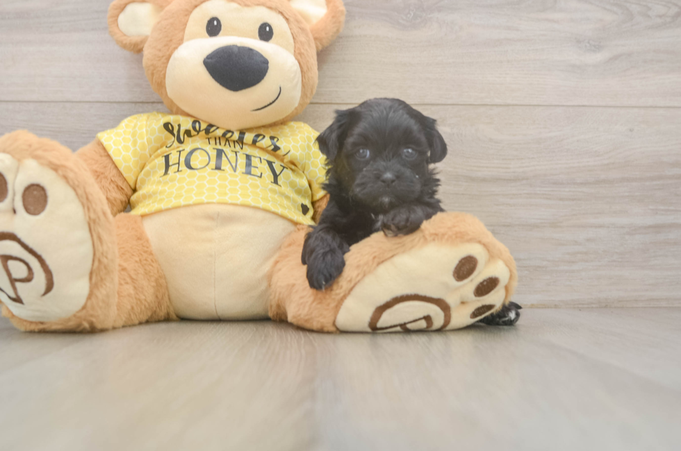 5 week old Shih Poo Puppy For Sale - Windy City Pups