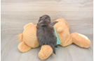 Playful Shih Poo Poodle Mix Puppy