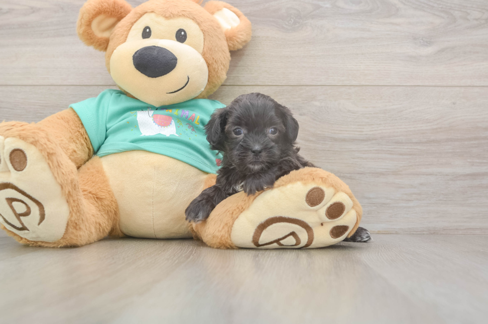 5 week old Shih Poo Puppy For Sale - Windy City Pups