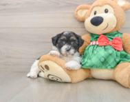 6 week old Shih Poo Puppy For Sale - Windy City Pups