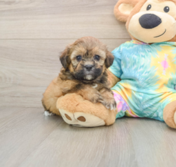 6 week old Shih Poo Puppy For Sale - Windy City Pups