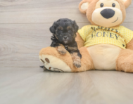 6 week old Shih Poo Puppy For Sale - Windy City Pups