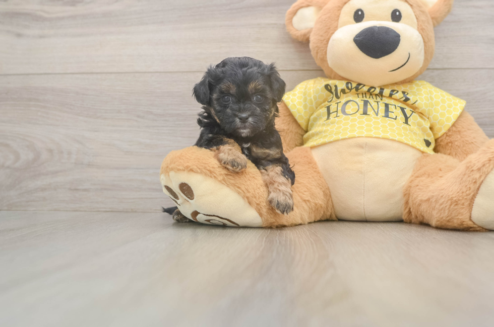 5 week old Shih Poo Puppy For Sale - Windy City Pups