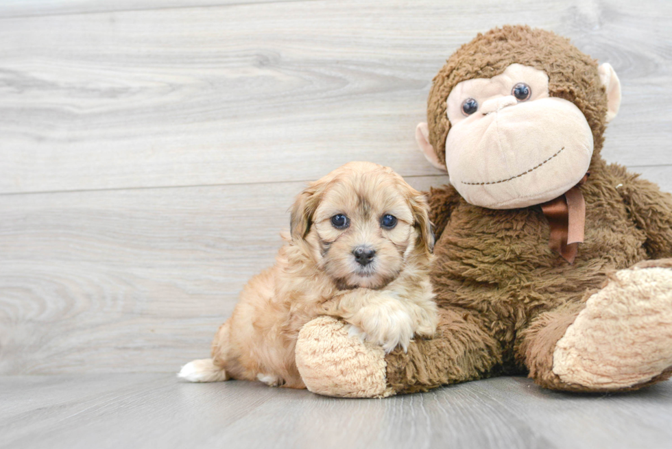 Petite Shih Poo Poodle Mix Pup