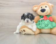 6 week old Shih Poo Puppy For Sale - Windy City Pups