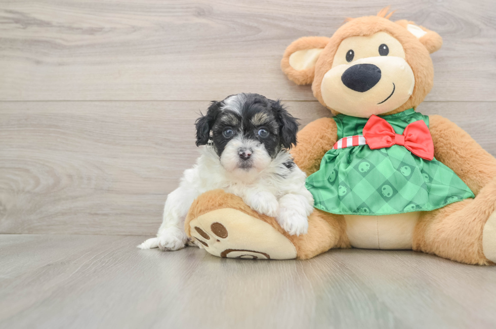 5 week old Shih Poo Puppy For Sale - Windy City Pups