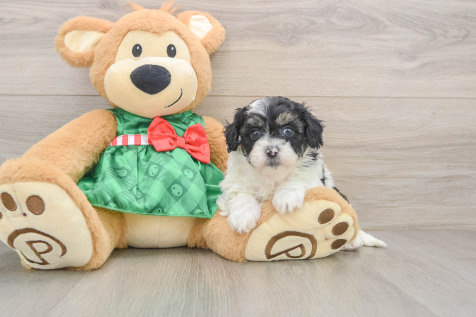 Shih Poo Pup Being Cute