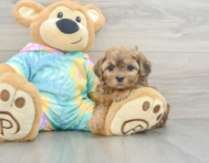 6 week old Shih Poo Puppy For Sale - Windy City Pups