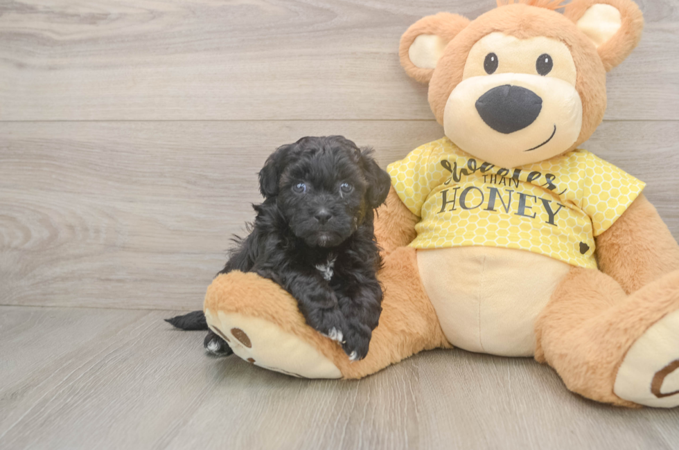 5 week old Shih Poo Puppy For Sale - Windy City Pups