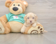 7 week old Shih Poo Puppy For Sale - Windy City Pups