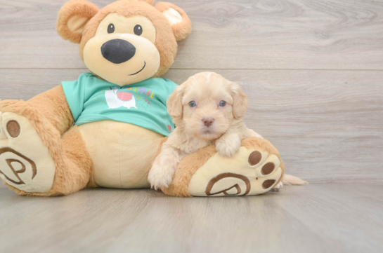 5 week old Shih Poo Puppy For Sale - Windy City Pups Sweet Shih Poo Baby