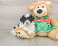 5 week old Shih Poo Puppy For Sale - Windy City Pups