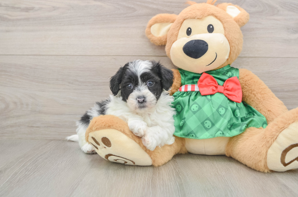 5 week old Shih Poo Puppy For Sale - Windy City Pups