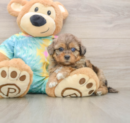 5 week old Shih Poo Puppy For Sale - Windy City Pups