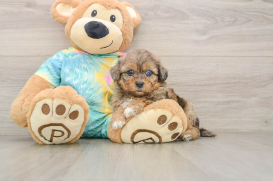 Shih Poo Puppy for Adoption