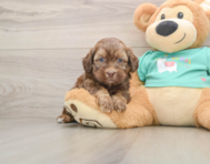 7 week old Shih Poo Puppy For Sale - Windy City Pups
