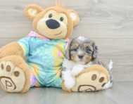 6 week old Shih Poo Puppy For Sale - Windy City Pups