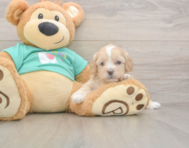 7 week old Shih Poo Puppy For Sale - Windy City Pups