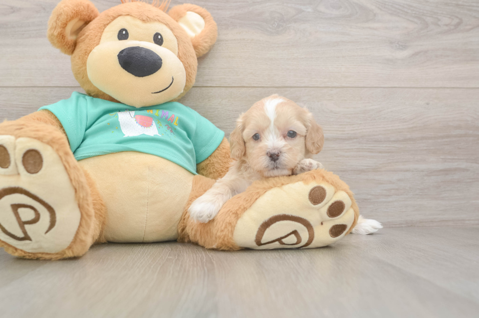 5 week old Shih Poo Puppy For Sale - Windy City Pups