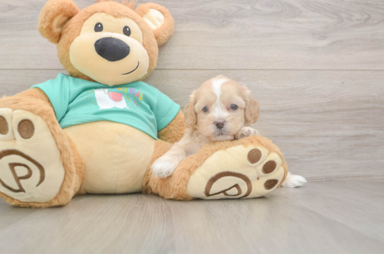 5 week old Shih Poo Puppy For Sale - Windy City Pups Shih Poo Pup Being Cute