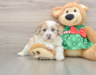 5 week old Shih Poo Puppy For Sale - Windy City Pups