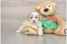 Shih Poo Pup Being Cute