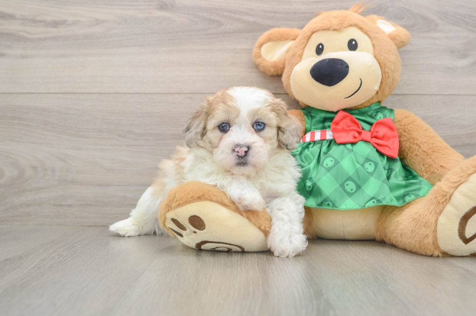 5 week old Shih Poo Puppy For Sale - Windy City Pups