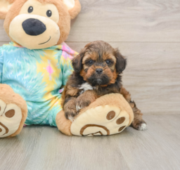 6 week old Shih Poo Puppy For Sale - Windy City Pups