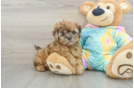 Best Shih Poo Baby