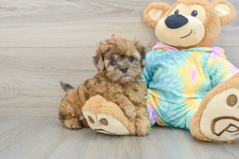 6 week old Shih Poo Puppy For Sale - Windy City Pups