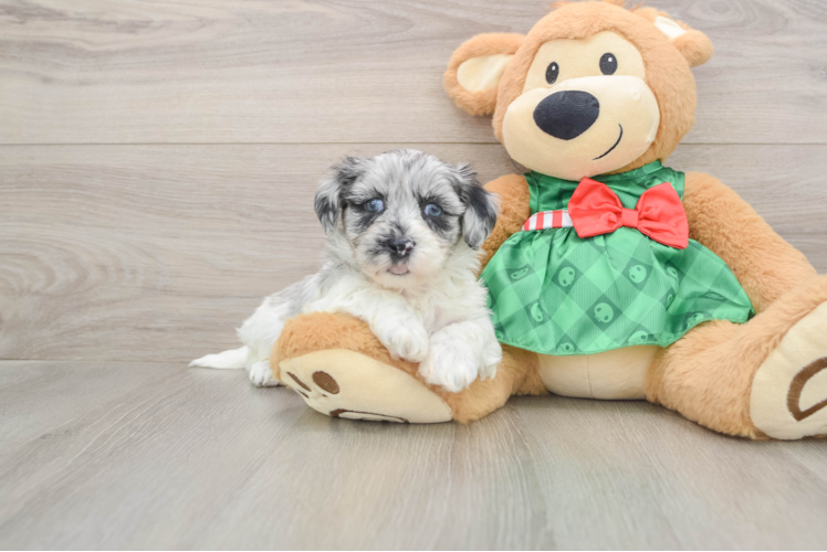 Little Shih Poo Poodle Mix Puppy
