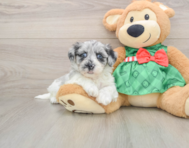 7 week old Shih Poo Puppy For Sale - Windy City Pups