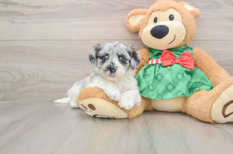 5 week old Shih Poo Puppy For Sale - Windy City Pups