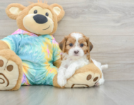 6 week old Shih Poo Puppy For Sale - Windy City Pups
