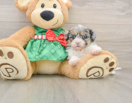 7 week old Shih Poo Puppy For Sale - Windy City Pups