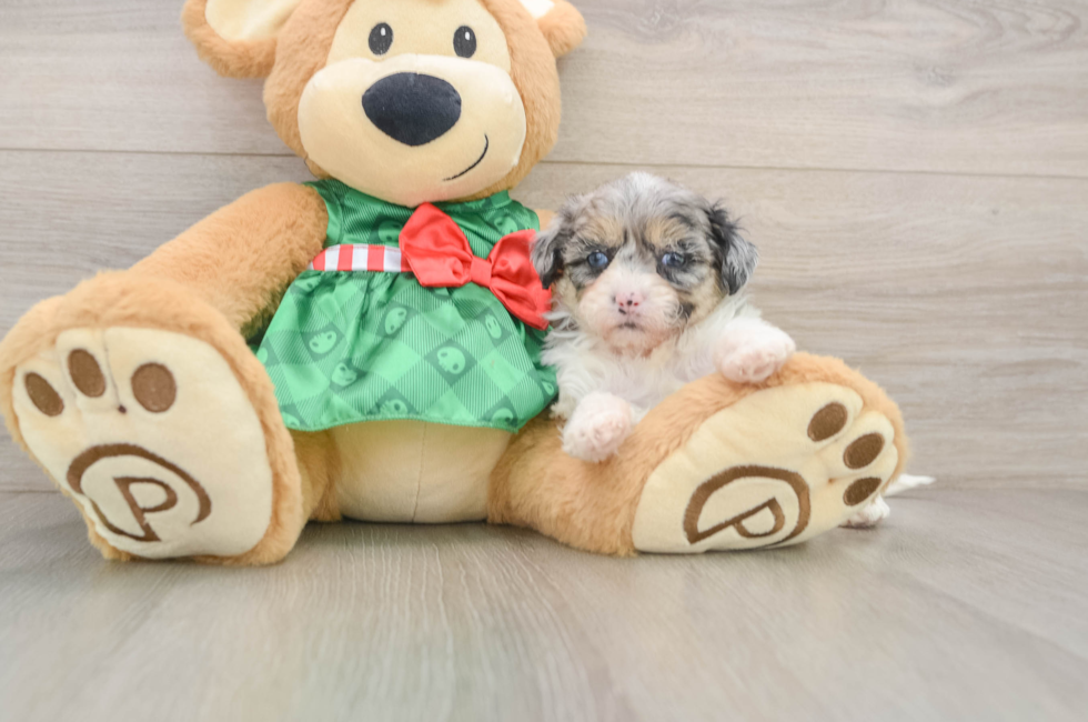 5 week old Shih Poo Puppy For Sale - Windy City Pups