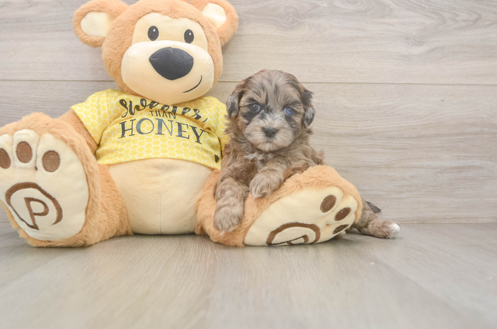 5 week old Shih Poo Puppy For Sale - Windy City Pups