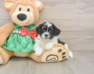 6 week old Shih Poo Puppy For Sale - Windy City Pups