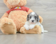 5 week old Shih Poo Puppy For Sale - Windy City Pups