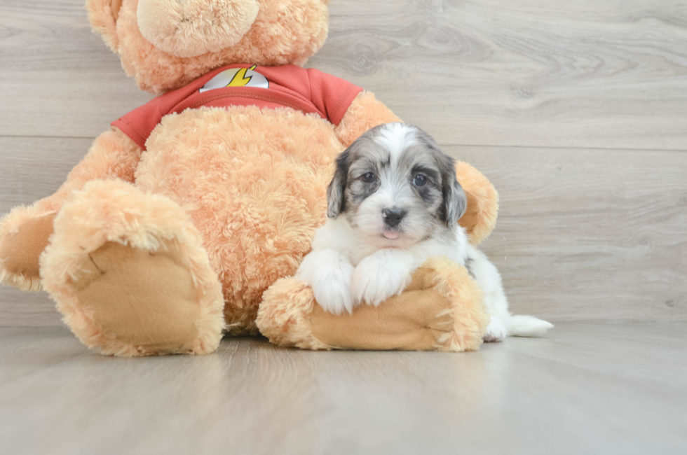 5 week old Shih Poo Puppy For Sale - Windy City Pups