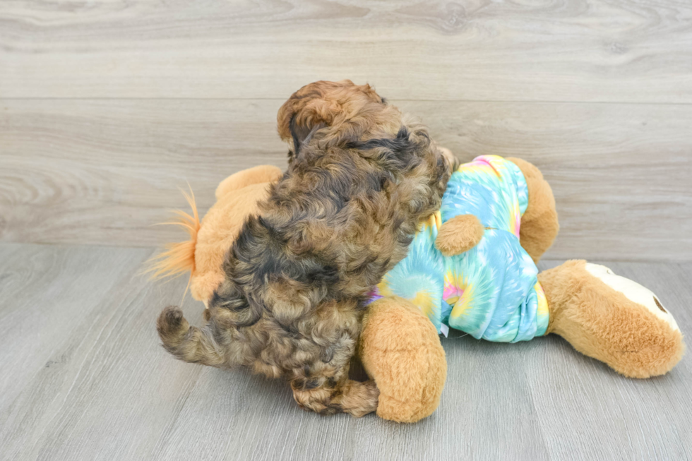 Little Shih Poo Poodle Mix Puppy