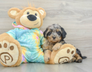6 week old Shih Poo Puppy For Sale - Windy City Pups