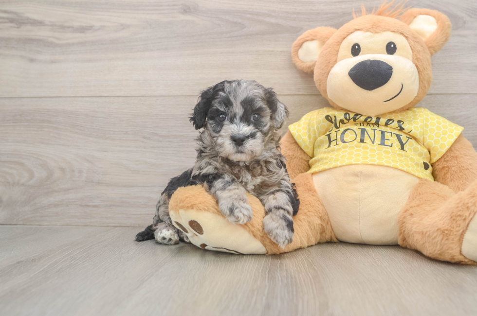 5 week old Shih Poo Puppy For Sale - Windy City Pups