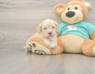 7 week old Shih Poo Puppy For Sale - Windy City Pups