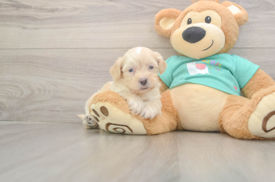 5 week old Shih Poo Puppy For Sale - Windy City Pups Shih Poo Puppy for Adoption