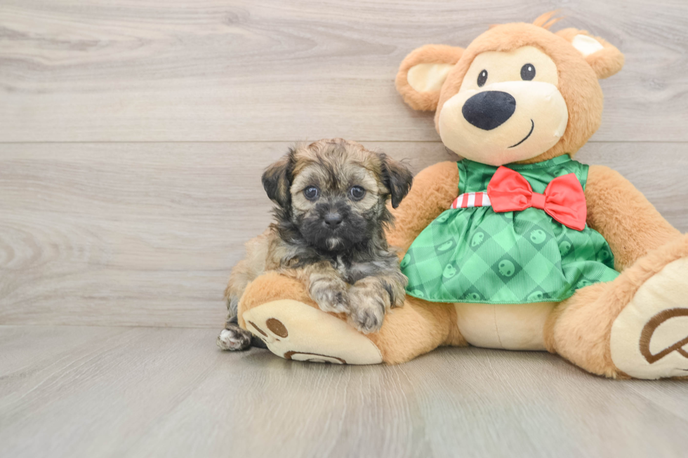 Shih Poo Puppy for Adoption