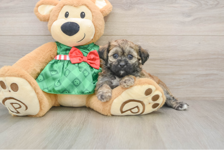 Friendly Shih Poo Baby