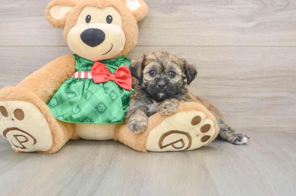 5 week old Shih Poo Puppy For Sale - Windy City Pups