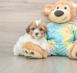 6 week old Shih Poo Puppy For Sale - Windy City Pups