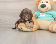 7 week old Shih Poo Puppy For Sale - Windy City Pups